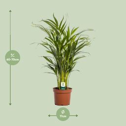 Dypsis Lutescens (11165)