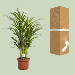 Dypsis Lutescens (11165)