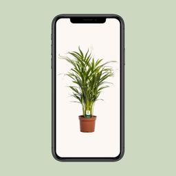 Dypsis Lutescens (11165)