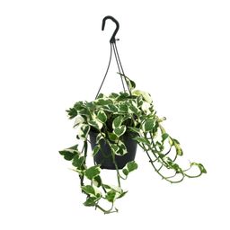 Scindapsus (Epipremnum) N’Joy (12470)