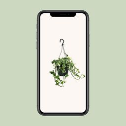 Scindapsus (Epipremnum) N’Joy (12470)