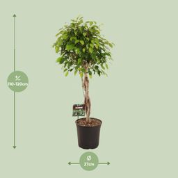 Ficus Benjamina Exotica (11907)