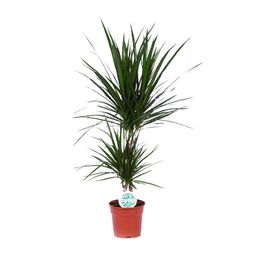 Dracaena Marginata (15841)