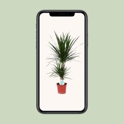 Dracaena Marginata (15841)