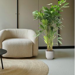 Caryota Mitis - 160 cm - ø24 (8721081600836)