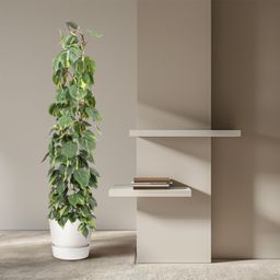Philodendron Scandens Brasil gaasrek - 160 cm - ø27 (8721055691273)