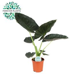 Alocasia Regal Shield (15781)