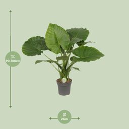Alocasia Gageana California (9997)