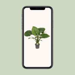Alocasia Gageana California (9997)