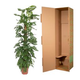 Monstera Monkey Leaf mosstok - 170 cm - ø27 (8721055691099)