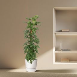 Monstera Monkey Leaf mosstok - 170 cm - ø27 (8721055691099)