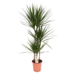 Dracaena Marginata - Ø21 ↕120 (12192)