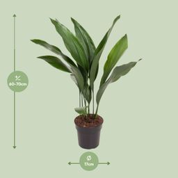Aspidistra Elatior (12179)