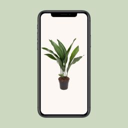 Aspidistra Elatior (12179)
