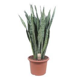 Sansevieria Zeylenica - 110 cm - ø35 (8721055691426)