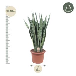 Sansevieria Zeylenica - 110 cm - ø35 (8721055691426)
