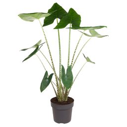 Alocasia Zebrina - 130 cm - ø32 (8721055692058)