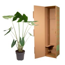 Alocasia Zebrina - 130 cm - ø32 (8721055692058)
