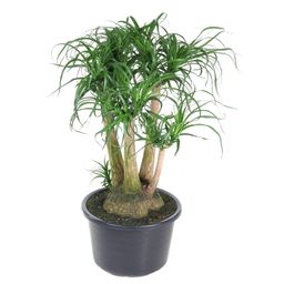 Beaucarnea vertakt - 110 cm - ø41 (8721055692089)