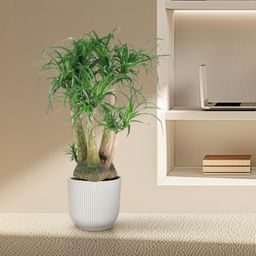Beaucarnea vertakt - 110 cm - ø41 (8721055692089)