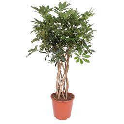 Schefflera Arboricola Compacta gevlochten stam - 130 cm - ø30 (8721055691549)