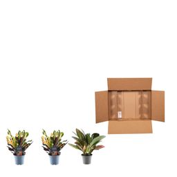 3x Croton Codiaeum mix - 30 cm - ø12 (8721081685253)
