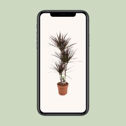 Dracaena Magenta (16537)