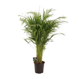 Dypsis Lutescens (11929)
