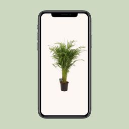Dypsis Lutescens (11929)