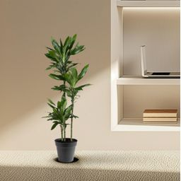 Dracaena Janet Lind - 150-160 cm - ø24 (8721055692492)