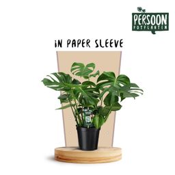 Monstera Deliciosa (12336)