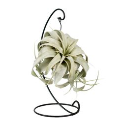 Tillandsia King Xero (11801)