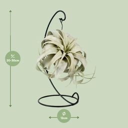 Tillandsia King Xero (11801)