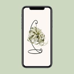 Tillandsia King Xero (11801)