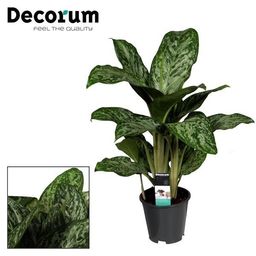 Aglaonema Greenlight (Decorum) (27961)