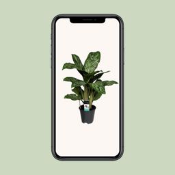 Aglaonema Greenlight (Decorum) (27961)
