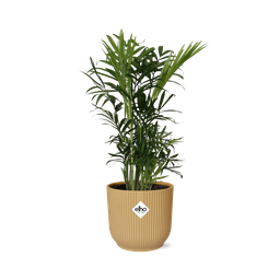 Chamaedorea Elegans in ELHO Vibes Fold 14cm geel (21675)