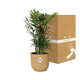 Chamaedorea Elegans in ELHO Vibes Fold 14cm geel (21675)