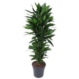 Dracaena Janet Lind vertakt - 120 cm - ø27 (8721055692522)
