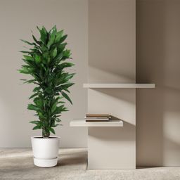 Dracaena Janet Lind vertakt - 120 cm - ø27 (8721055692522)
