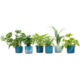 Verrassingsbox - 6 planten inclusief elho Ocean Round atlantisch blauw Ø14 (8721055698180)