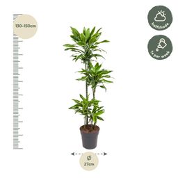 Dracaena Golden Coast - 140 cm - ø27 (8721055692393)