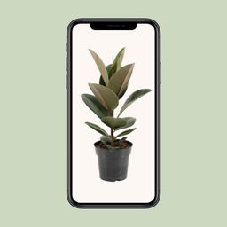Ficus Elastica Robusta (11855)