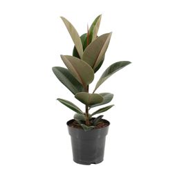 Ficus Elastica Robusta (11855)