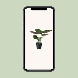 Alocasia Wentii - Olifantsoor (8720634284127)