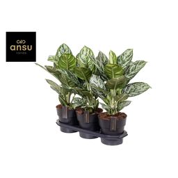 Aglaonema Jungle Silver (16656)