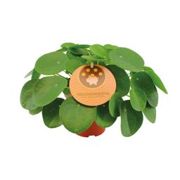 Pilea Peperomioides (12996)