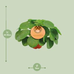 Pilea Peperomioides (12996)