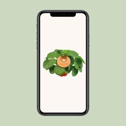 Pilea Peperomioides (12996)
