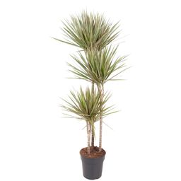 Dracaena Bicolor - 150 cm - ø24 (8721055692201)
